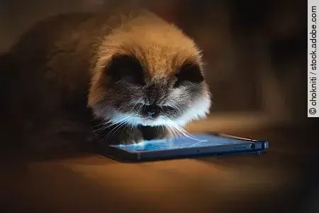 Katze, die auf ein erleuchtetes Smartphone schaut.
