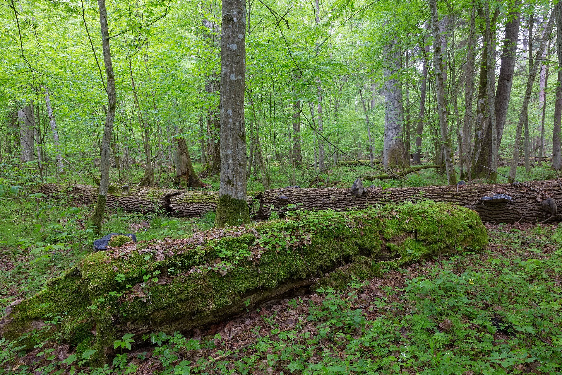 Wald