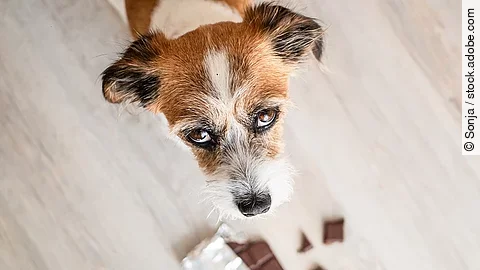 Kleiner Hund mit Schokolade auf dem Boden, Gefahr, Vergiftung