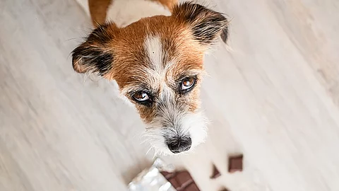 Kleiner Hund mit Schokolade auf dem Boden, Gefahr, Vergiftung