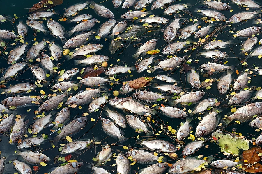 Tote Fische Tote Fische