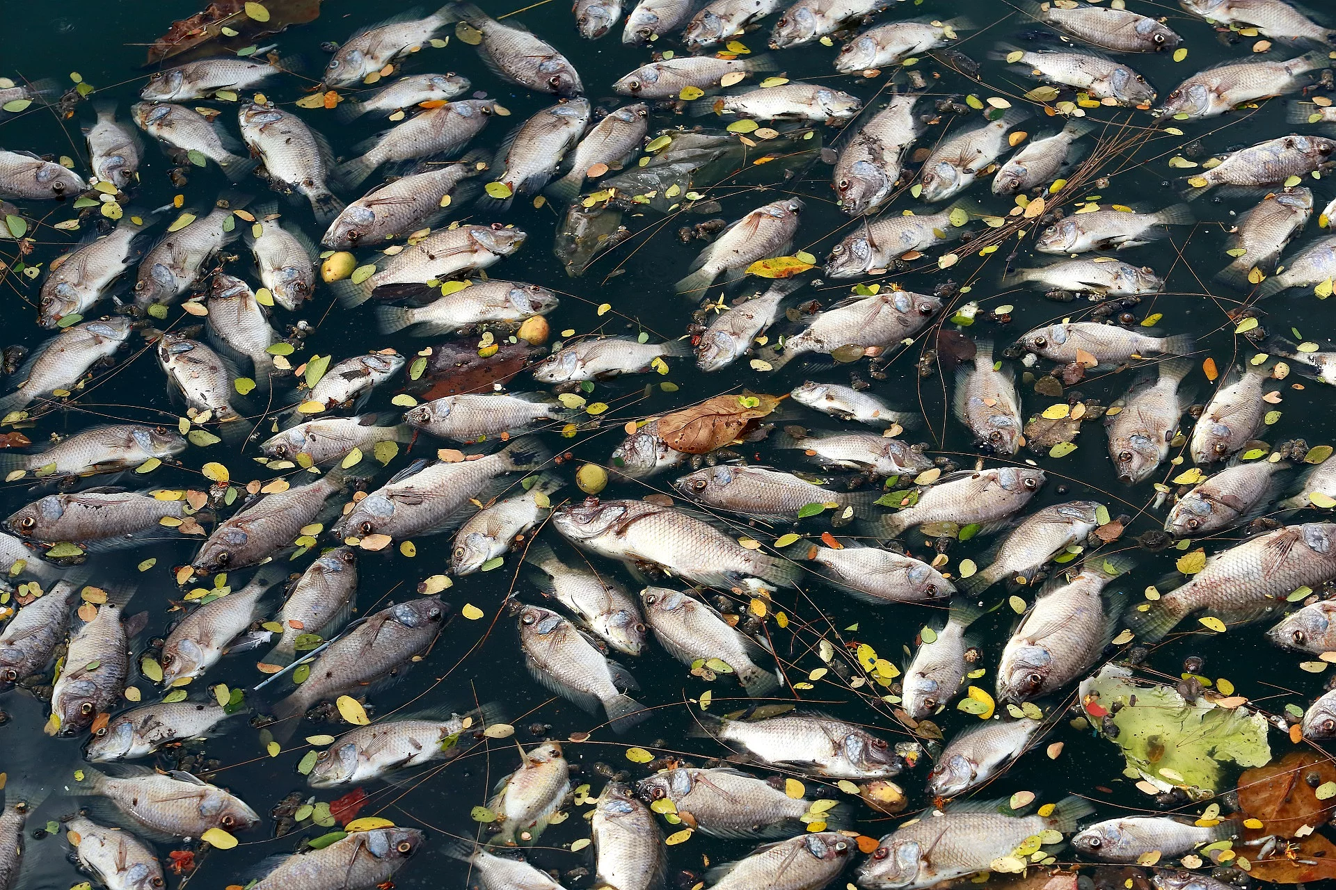 Tote Fische
