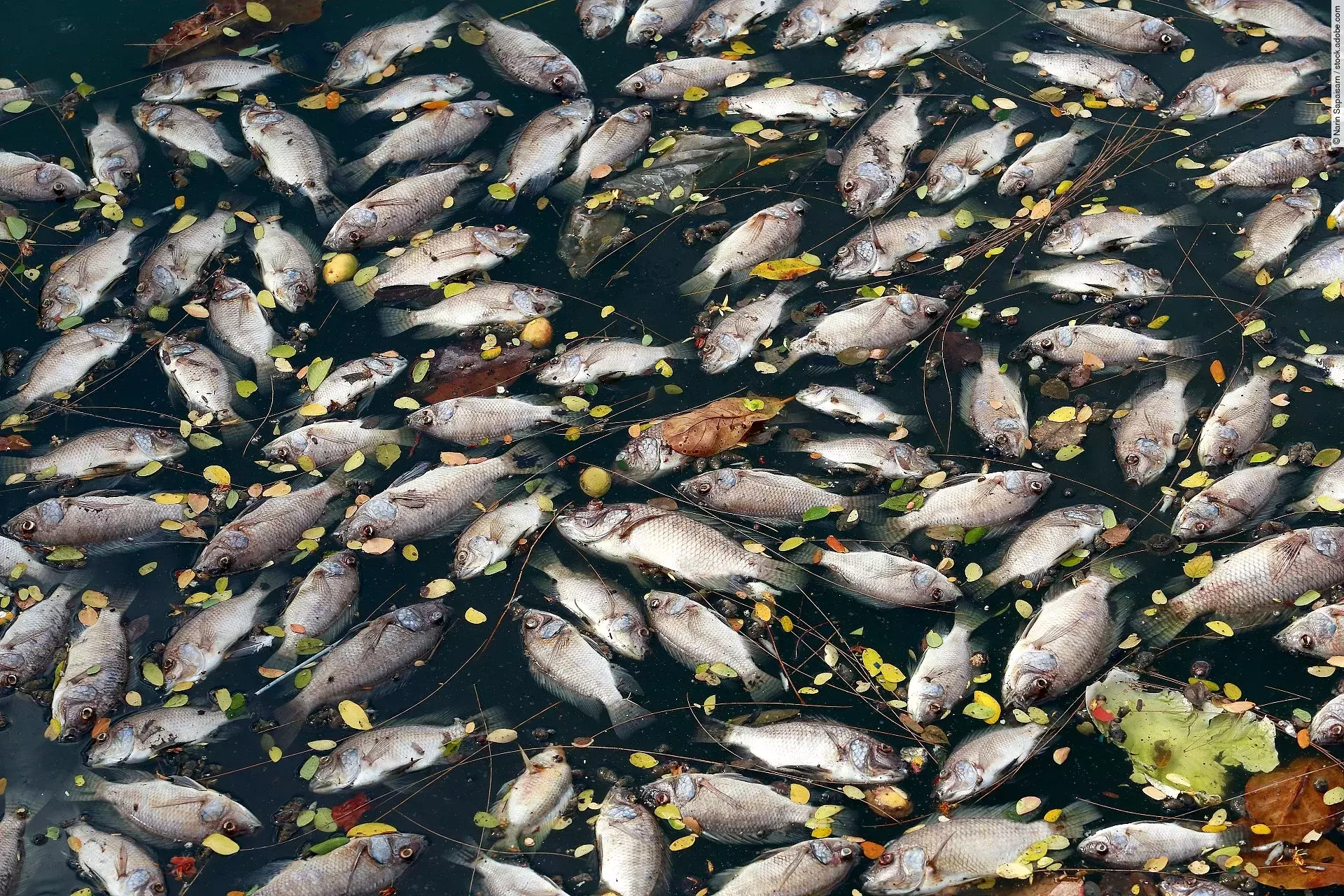 Tote Fische