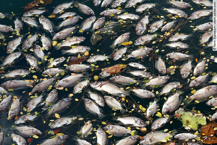 Tote Fische Tote Fische