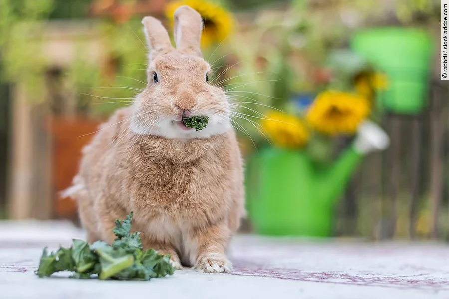 Kaninchen frisst Grünfutter