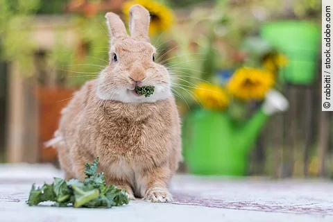 Kaninchen frisst Grünfutter