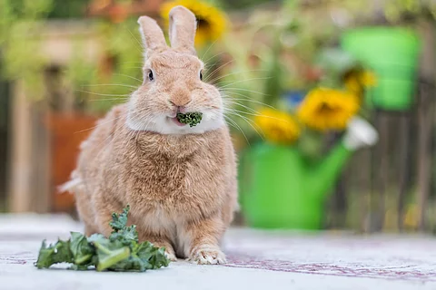 Kaninchen frisst Grünfutter