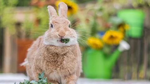Kaninchen frisst Grünfutter
