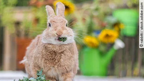 Kaninchen frisst Grünfutter Kaninchen frisst Grünfutter
