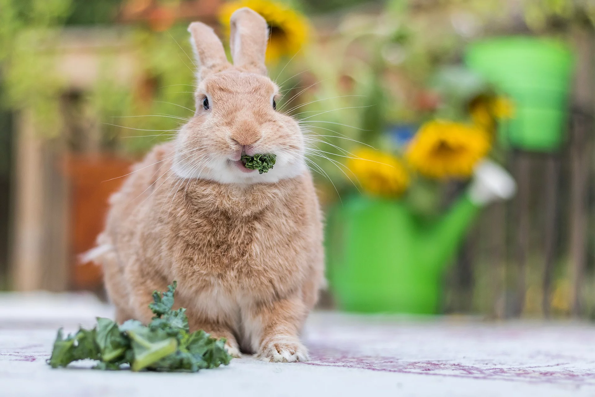 Kaninchen frisst Grünfutter