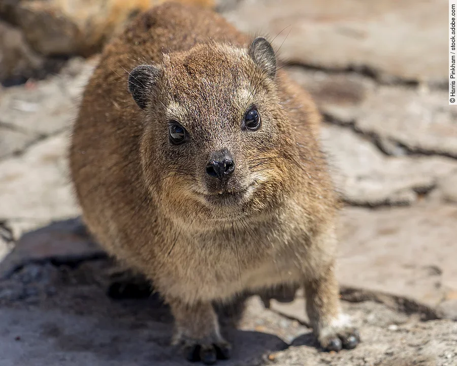 Ein Klippschliefer steht in einer felsigen Gegend. Er schaut in die Kamera und hat bräunliches glattes Fell.