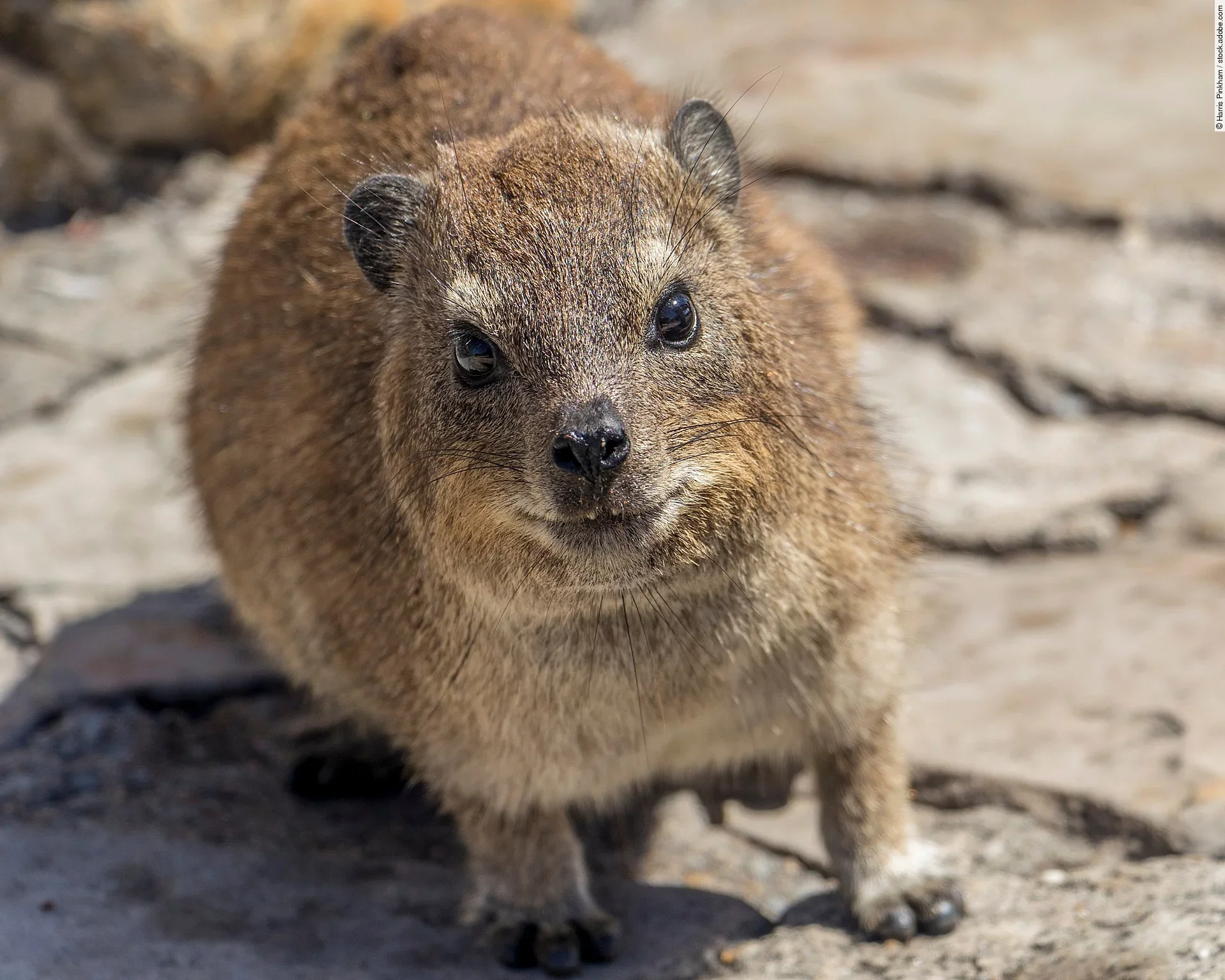 Ein Klippschliefer steht in einer felsigen Gegend. Er schaut in die Kamera und hat bräunliches glattes Fell.