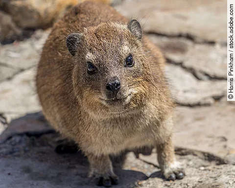 Ein Klippschliefer steht in einer felsigen Gegend. Er schaut in die Kamera und hat bräunliches glattes Fell.