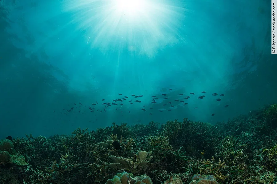 Aufnahme des Ozeans unter Wasser.