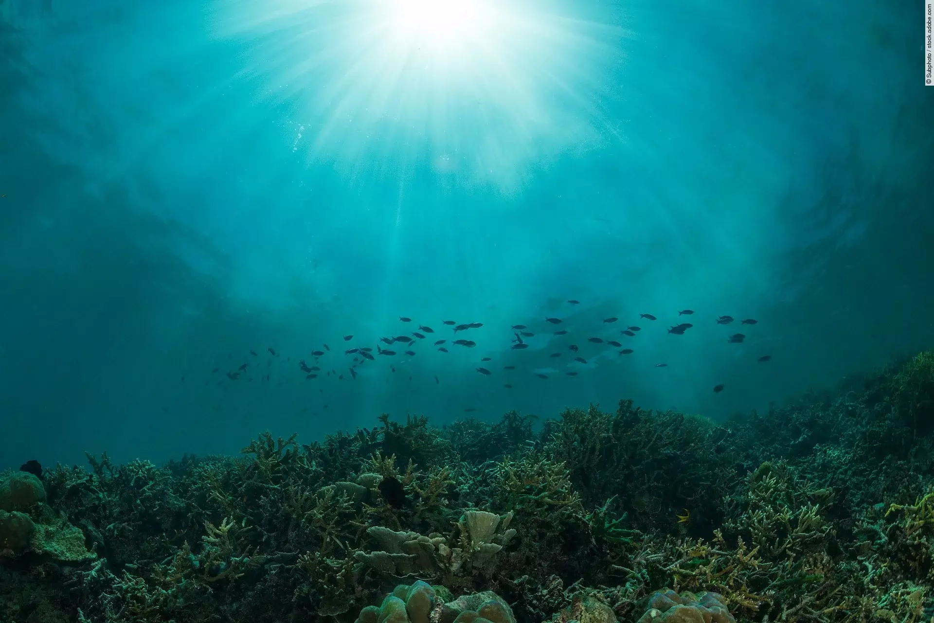 Aufnahme des Ozeans unter Wasser.