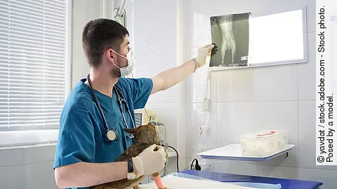 Ein Tierarzt hält in der linken Hand ein Röntgenbild und mit der rechten Hand einen Hund fest.