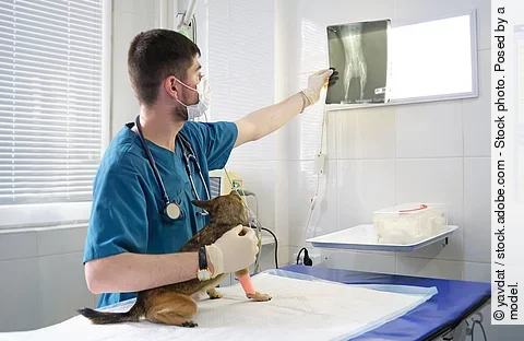 Ein Tierarzt hält in der linken Hand ein Röntgenbild und mit der rechten Hand einen Hund fest.