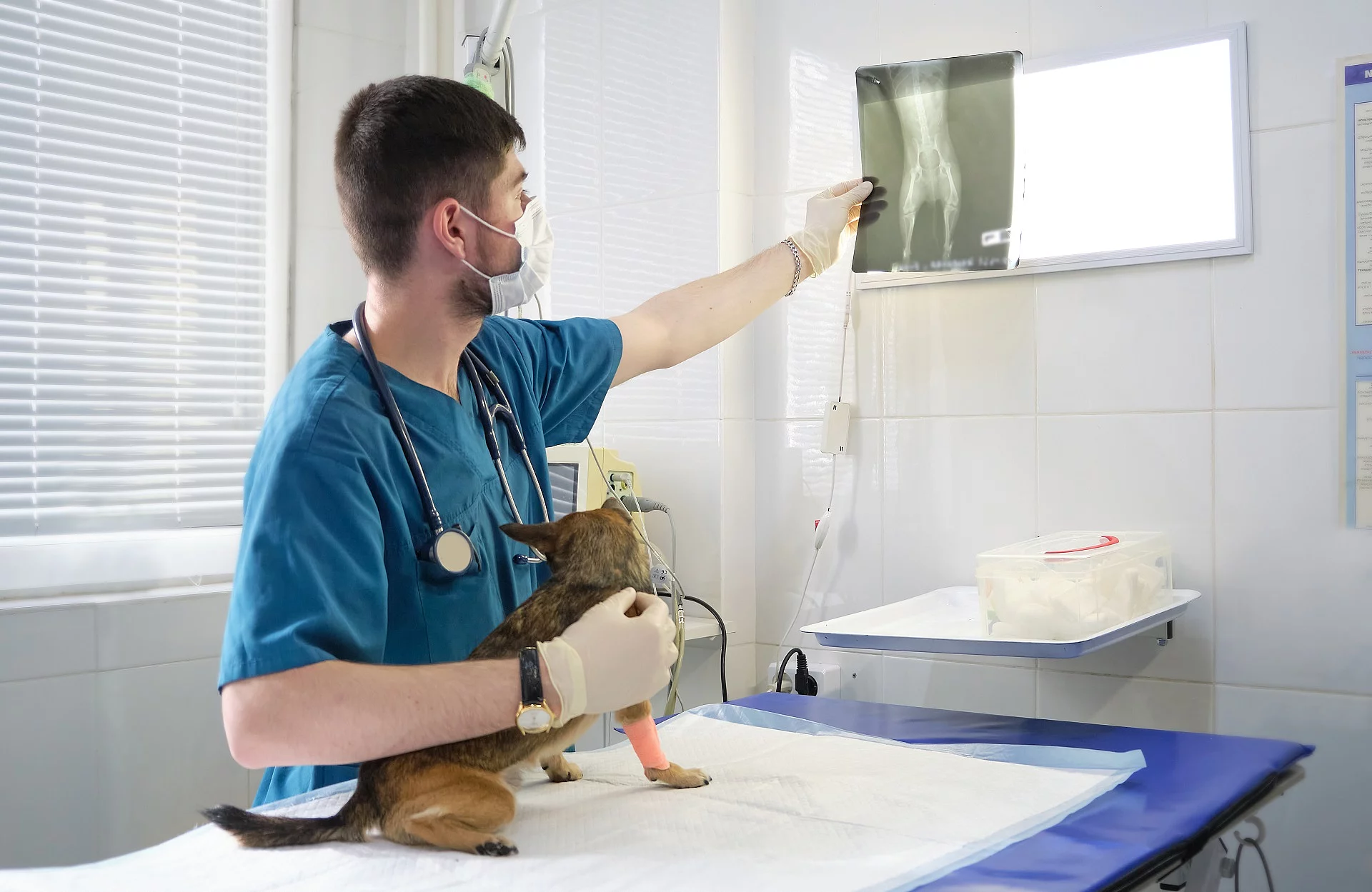 Ein Tierarzt hält in der linken Hand ein Röntgenbild und mit der rechten Hand einen Hund fest.
