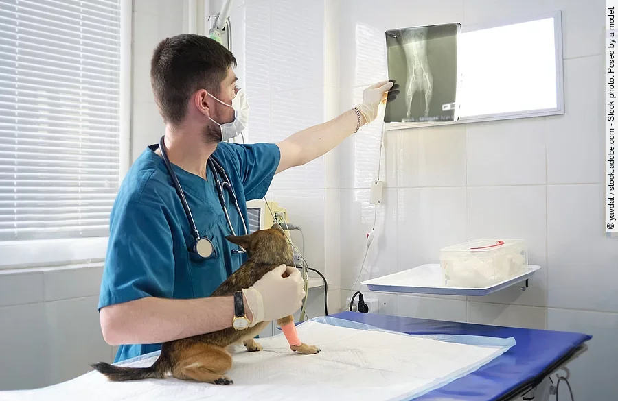 Ein Tierarzt hält in der linken Hand ein Röntgenbild und mit der rechten Hand einen Hund fest.