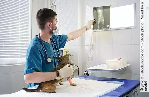Ein Tierarzt hält in der linken Hand ein Röntgenbild und mit der rechten Hand einen Hund fest.