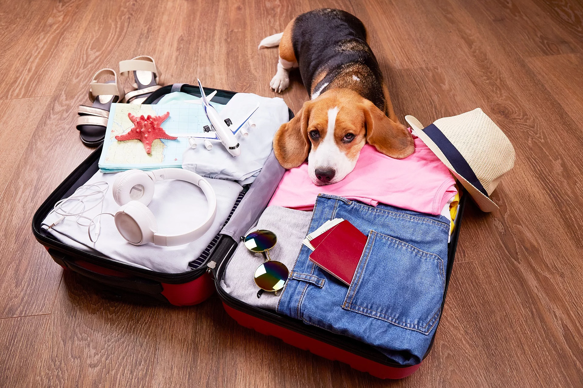 Beagle