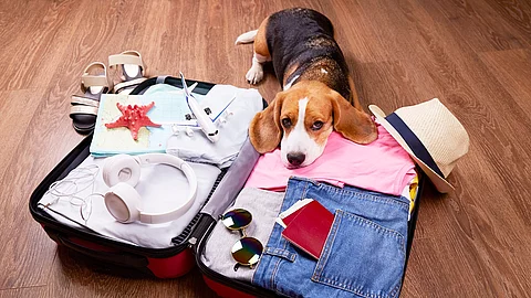 Beagle