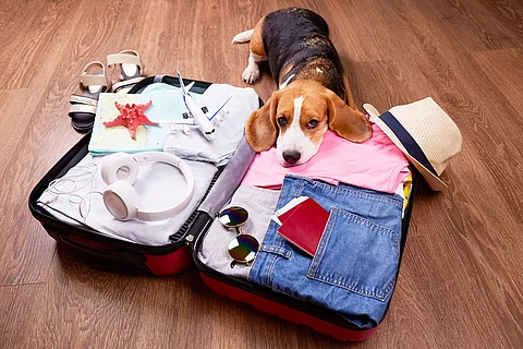 Beagle