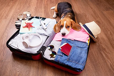 Beagle Beagle