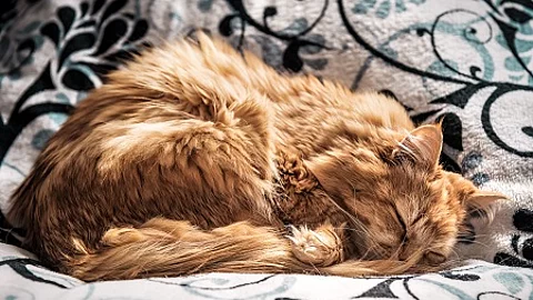 sleeping red persian cat