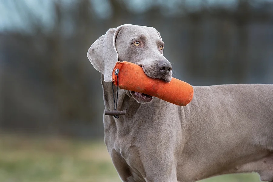Weimaraner apportiert Dummy Weimaraner apportiert Dummy