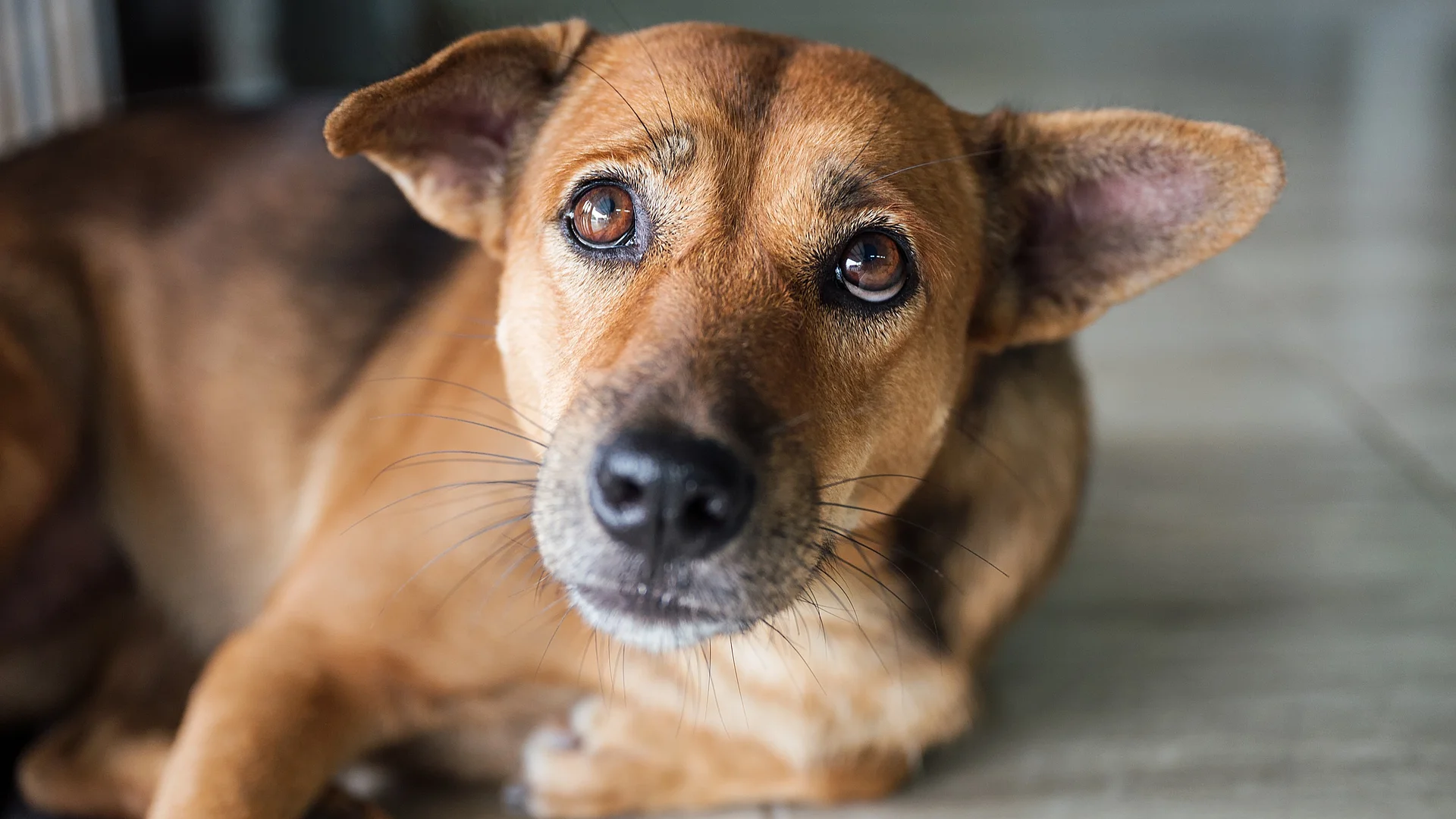 Ein brauner Hund liegt auf dem Fliesenboden und schaut misstrauisch in die Kamera.