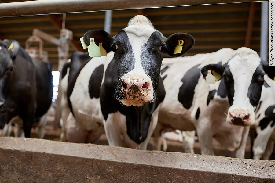 Eine Herde schwarz-weißer Kühe steht am Gatter ihres Auslaufs und warten auf Futter.