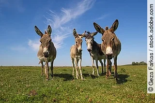 Four funny curious donkeys is staring