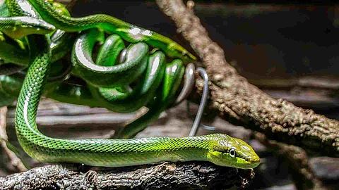 Grüne Mamba auf einem Ast im Hintergrund weitere Schlangen