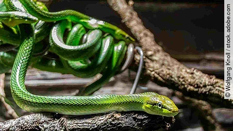 Grüne Mamba auf einem Ast im Hintergrund weitere Schlangen