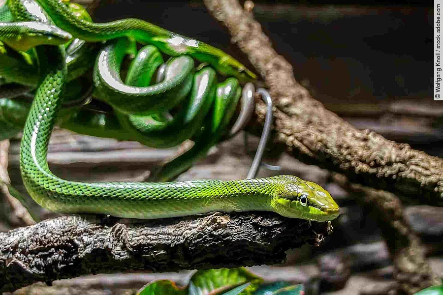 Grüne Mamba auf einem Ast im Hintergrund weitere Schlangen