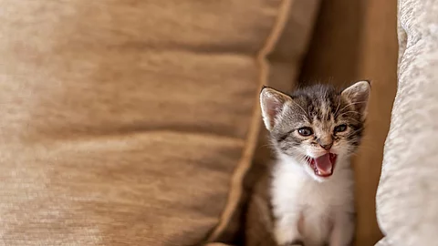 Ein junges, getigertes Katzenbaby sitzt auf einer beigen Couch und miaut.
