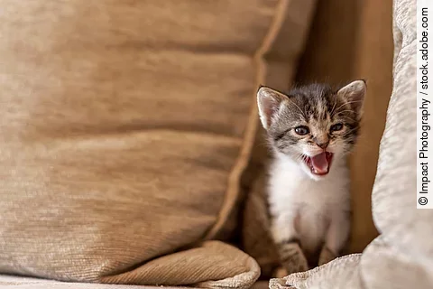 Ein junges, getigertes Katzenbaby sitzt auf einer beigen Couch und miaut.