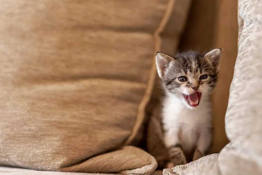 Ein junges, getigertes Katzenbaby sitzt auf einer beigen Couch und miaut. Ein junges, getigertes Katzenbaby sitzt auf einer beigen Couch und miaut.