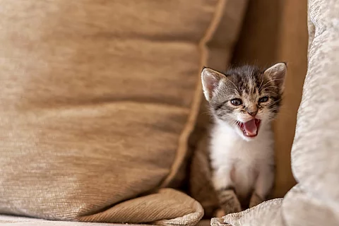 Ein junges, getigertes Katzenbaby sitzt auf einer beigen Couch und miaut.