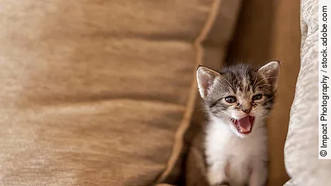 Ein junges, getigertes Katzenbaby sitzt auf einer beigen Couch und miaut.