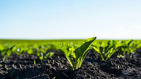 Closeup sugar beet leaves growing on garden bed. Field of beetro Nahaufnahme von einem Feld mit Zuckerrüben.