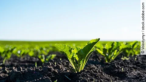 Nahaufnahme von einem Feld mit Zuckerrüben.