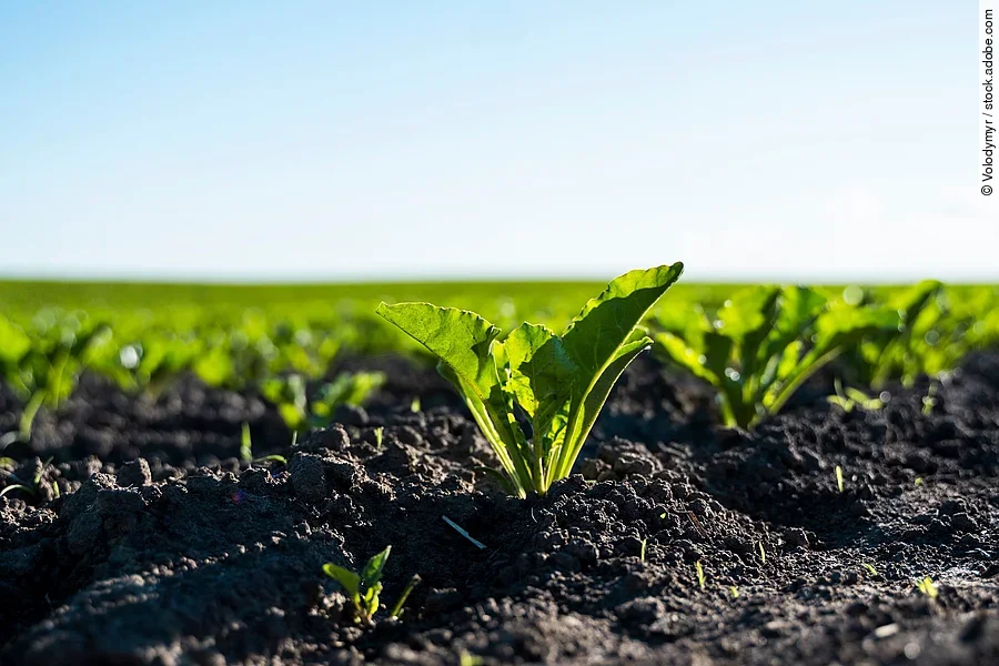 Closeup sugar beet leaves growing on garden bed. Field of beetro Nahaufnahme von einem Feld mit Zuckerrüben.