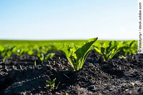 Nahaufnahme von einem Feld mit Zuckerrüben.