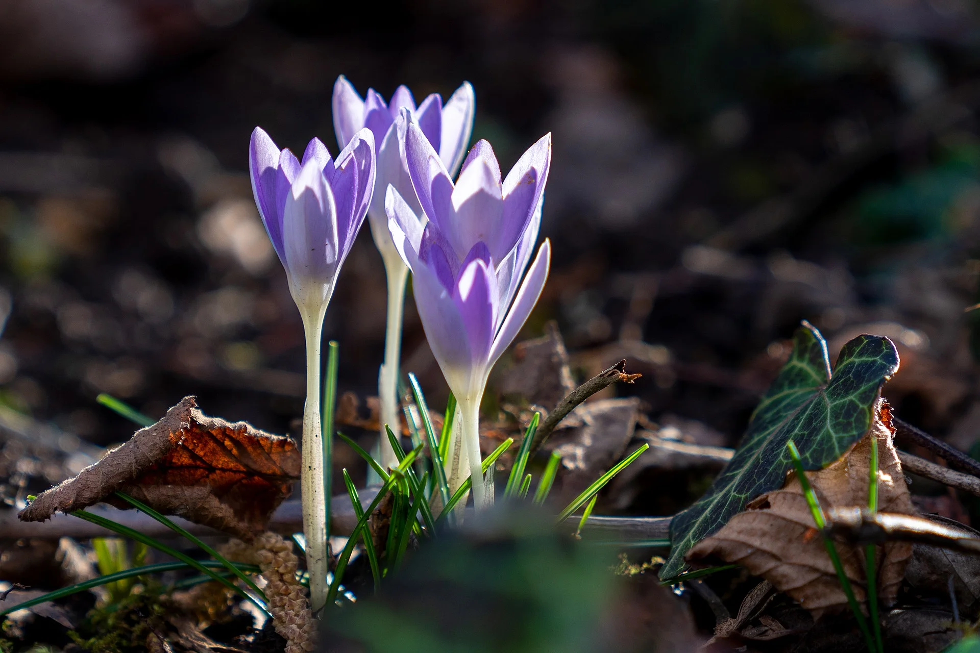 Aufnahme von drei blühenden Herbstzeitlosen 