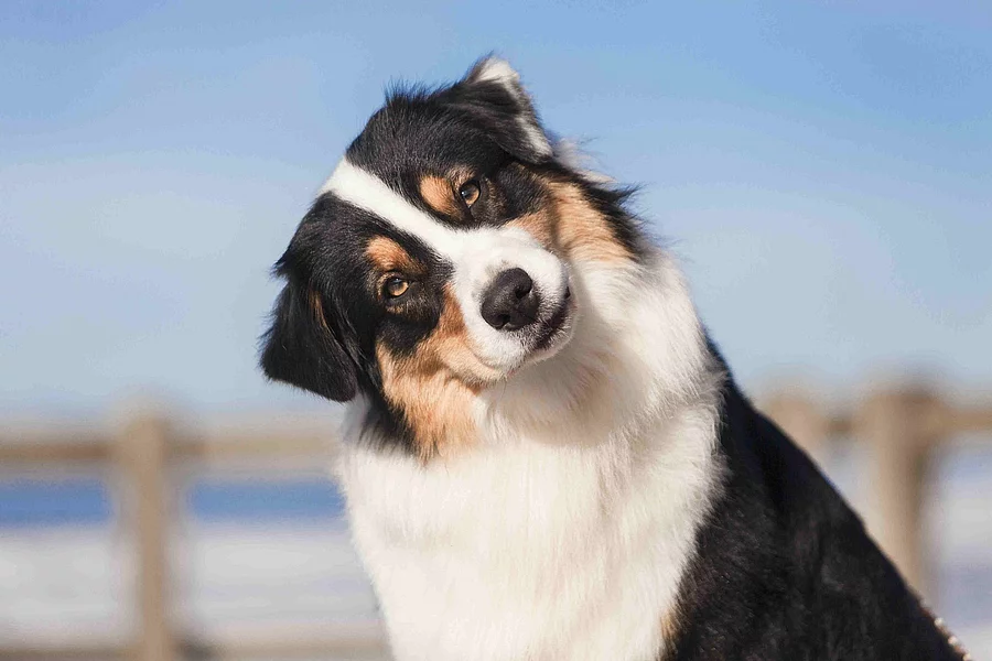 Ein Hund schaut mit geneigtem Kopf in die Kamera.