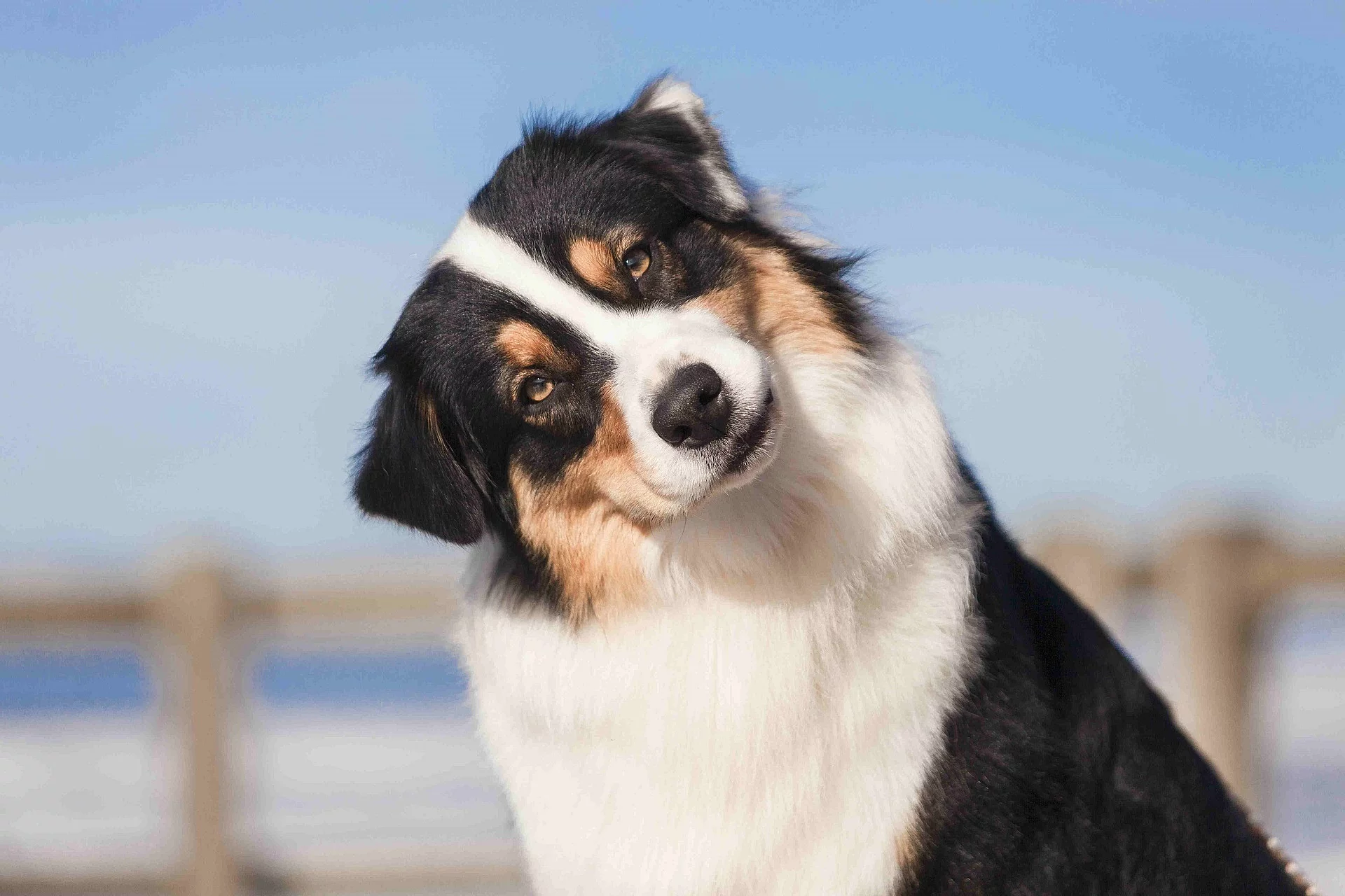 Ein Hund schaut mit geneigtem Kopf in die Kamera.
