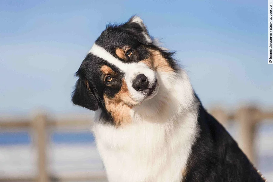 Ein Hund schaut mit geneigtem Kopf in die Kamera.