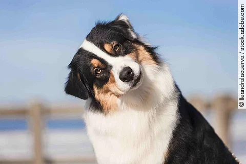Ein Hund schaut mit geneigtem Kopf in die Kamera.